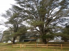 Tyler Arboretum's Cedar of Lebanon