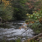 Black Moshannon Creek