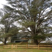 Tyler Arboretum's Cedar of Lebanon